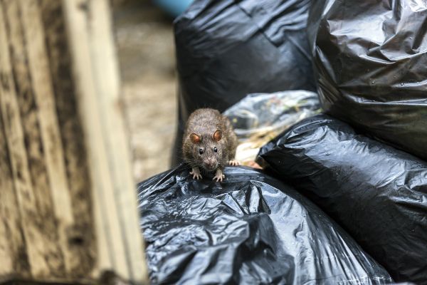 Where Do Rats Live? | Batzner Pest Control