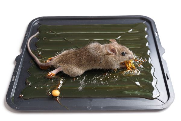 Best Mouse Trapping Strategies