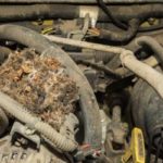 deer mouse nest in a car engine
