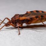 this side view image of a kissing bug shows their six legs, antennae, and oval shaped body