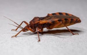 this side view image of a kissing bug shows their six legs, antennae, and oval shaped body