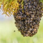 Bees swarming on a hive