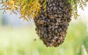 Bees swarming on a hive