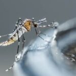 Zoomed in picture of a mosquito sitting on a container of water.
