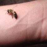 a close-up of a bee stinging a person's wrist