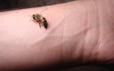 a close-up of a bee stinging a person's wrist
