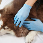 Checking dog for ticks in Wisconsin | Batzner Pest Control