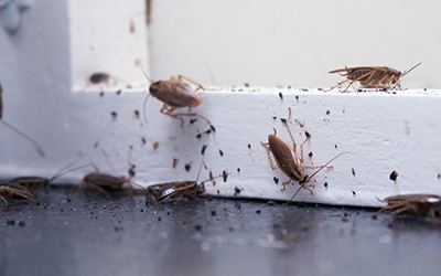 Cockroaches on wall in New Berlin, WI