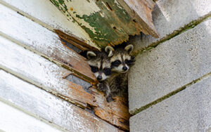 Raccoons in roof in New Berlin, WI