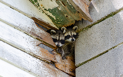 Closing Holes Made by Wildlife in your area