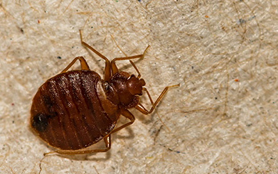 bed bugs in airbnb in New Berlin, WI