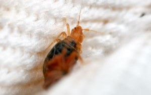 Bed Bugs in Hospitals & Healthcare Facilities in your area