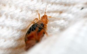 Bed Bugs in Hospitals and Healthcare Facilities by Batzner Pest Control in Wisconsin 
