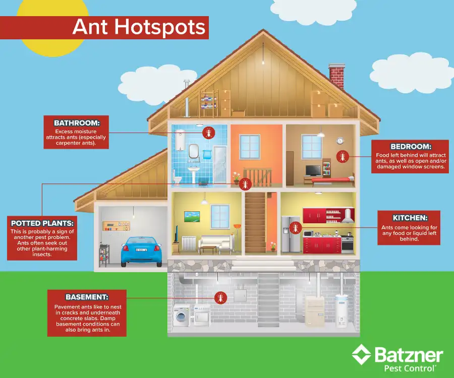 Ant hotspots in Wisconsin homes - Batzner Pest Control