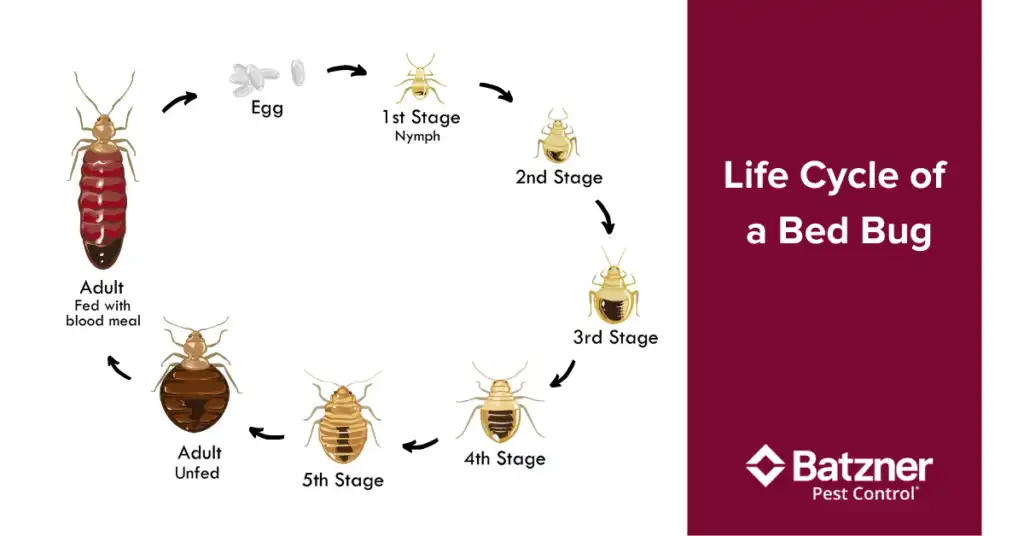 Life cycle of bed bugs in Wisconsin - Batzner Pest Control