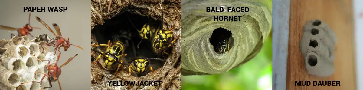 Wasp nests in Wisconsin - Batzner Pest Control