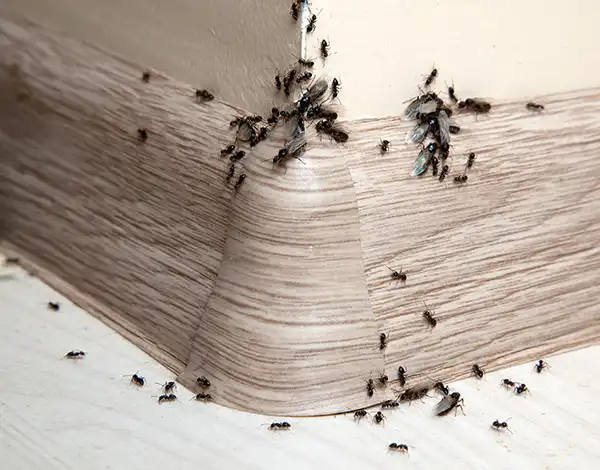 Expert ant exterminators serving the Wisconsin area. Batzner Pest Control.