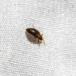 Bed bug found in wisconsin home after spreading from hotel - how easily do bed bugs spread in wisconsin?
