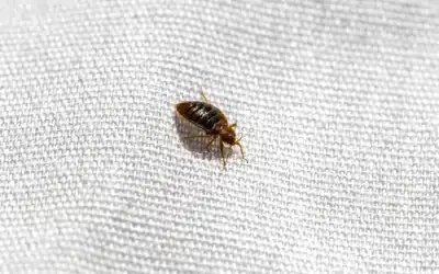 Bed bug found in wisconsin home after spreading from hotel - how easily do bed bugs spread in wisconsin?