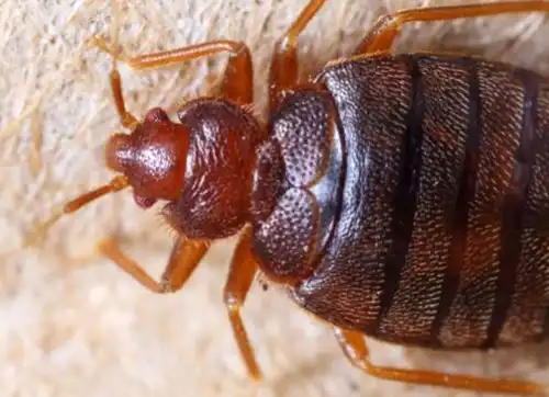 Bed bug on fabric by Batzner Pest Control in Wisconsin.