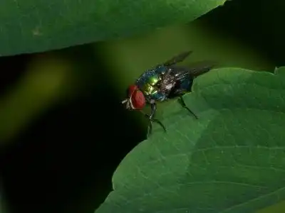 Bottle fly - Fly extermination services by Batzner Pest Control in Wisconsin