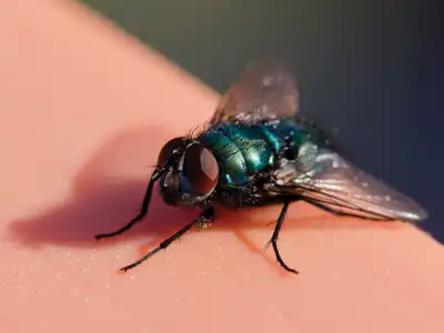Bottle fly - fly extermination and control by Batzner Pest Control in Wisconsin
