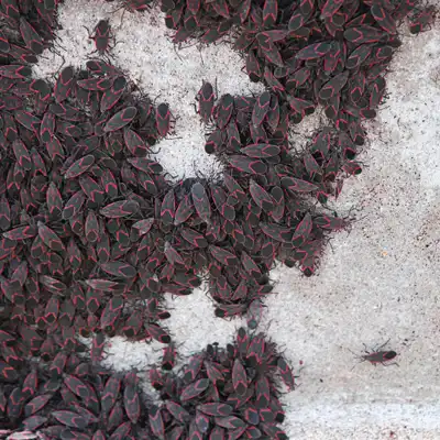 Boxelder Adults - Boxelder bug extermination and prevention services by Batzner Pest Control in Wisconsin