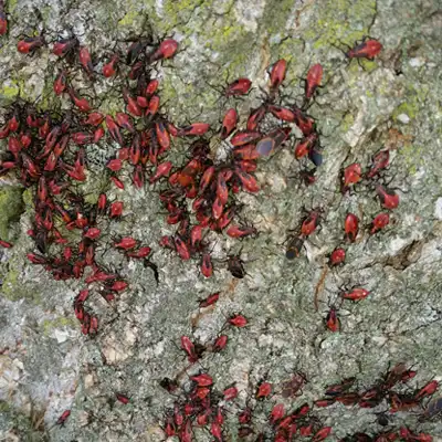 Boxelder Nymphs - Boxelder extermination, control and removal by Batzner Pest Control in Wisconsin