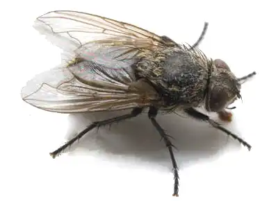 Cluster Fly - Fly extermination and control by Batzner Pest Control in Wisconsin