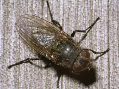 Cluster Fly extermination and control by Batzner Pest Control in Wisconsin