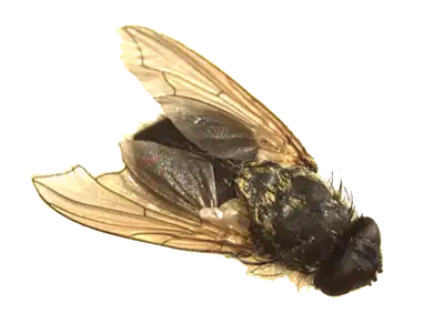 Cluster Fly - Fly extermination in Wisconsin by Batzner Pest Control