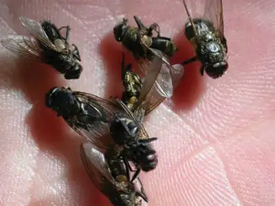 Cluster fly control in Wisconsin by Batzner Pest Control
