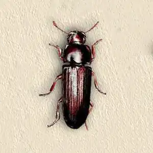 Confused flour beetle - Beetle control and extermination in Wisconsin by Batzner Pest Control