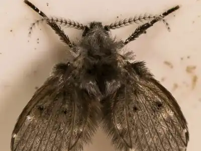Drain fly extermination and control in Wisconsin by Batzner Pest Control