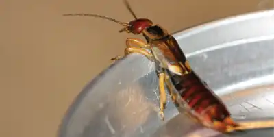 Earwig prevention and control by Batzner Pest Control in Wisconsin