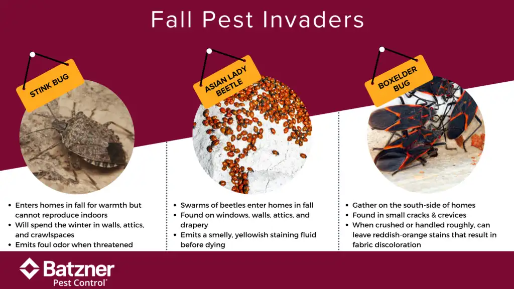 Fall pest prevention in Wisconsin - Batzner Pest Control