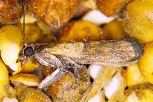 Indian meal moth prevention and removal services - Batzner Pest Control in Wisconsin