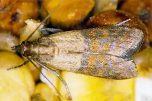 Indian meal moth control and removal - Batzner Pest Control in Wisconsin