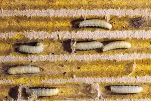 Indian meal moth larvae prevention - Batzner Pest Control in Wisconsin