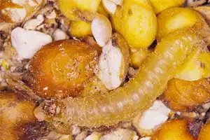 Indian meal moth larvae - control and removal - Batzner Pest Control in Wisconsin