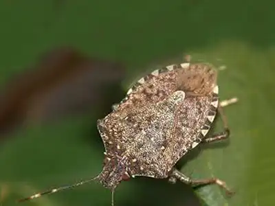 Stink bug - Expert pest control and extermination services in Wisconsin by Batzner Pest Control