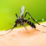 Mosquito identification in Wisconsin; Batzner Pest Control
