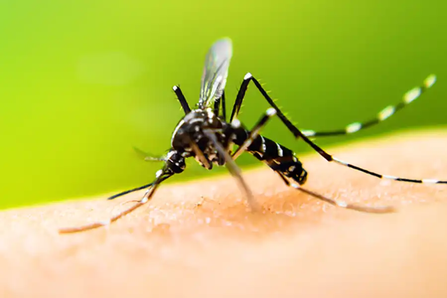 Mosquito identification in Wisconsin; Batzner Pest Control