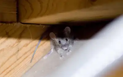 Mouse in Wisconsin home in the Winter - Batzner Pest Control