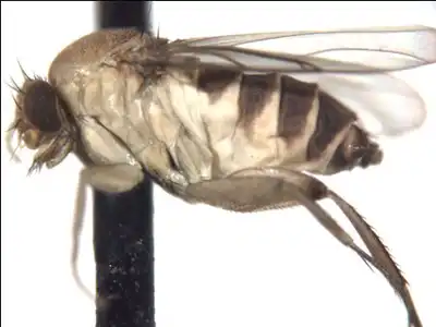 Phorid fly exterminators in Wisconsin - Batzner Pest Control