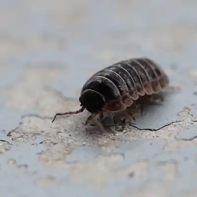 Pillbug extermination, control and removal by Batzner Pest Control in Wisconsin