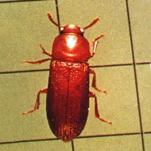 Red flour beetle - Beetle extermination, control and removal by Batzner Pest Control in Wisconsin