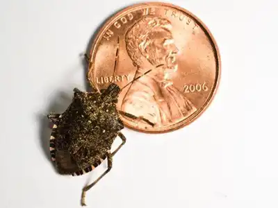 Stink bug - Extermination services provided by Batzner Pest Control - Serving Wisconsin