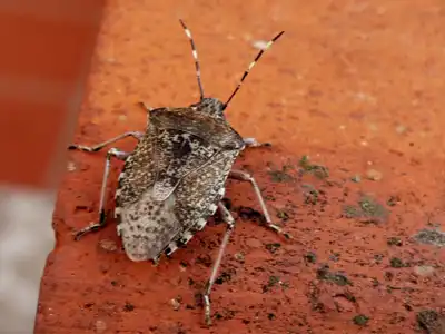 Stink Bug extermination, control and removal services by Batzner Pest Control in Wisconsin