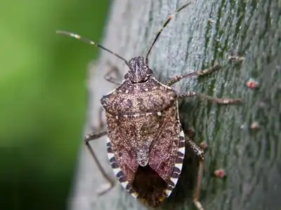 Stink bug removal and control by Batzner Pest Control - Serving Wisconsin